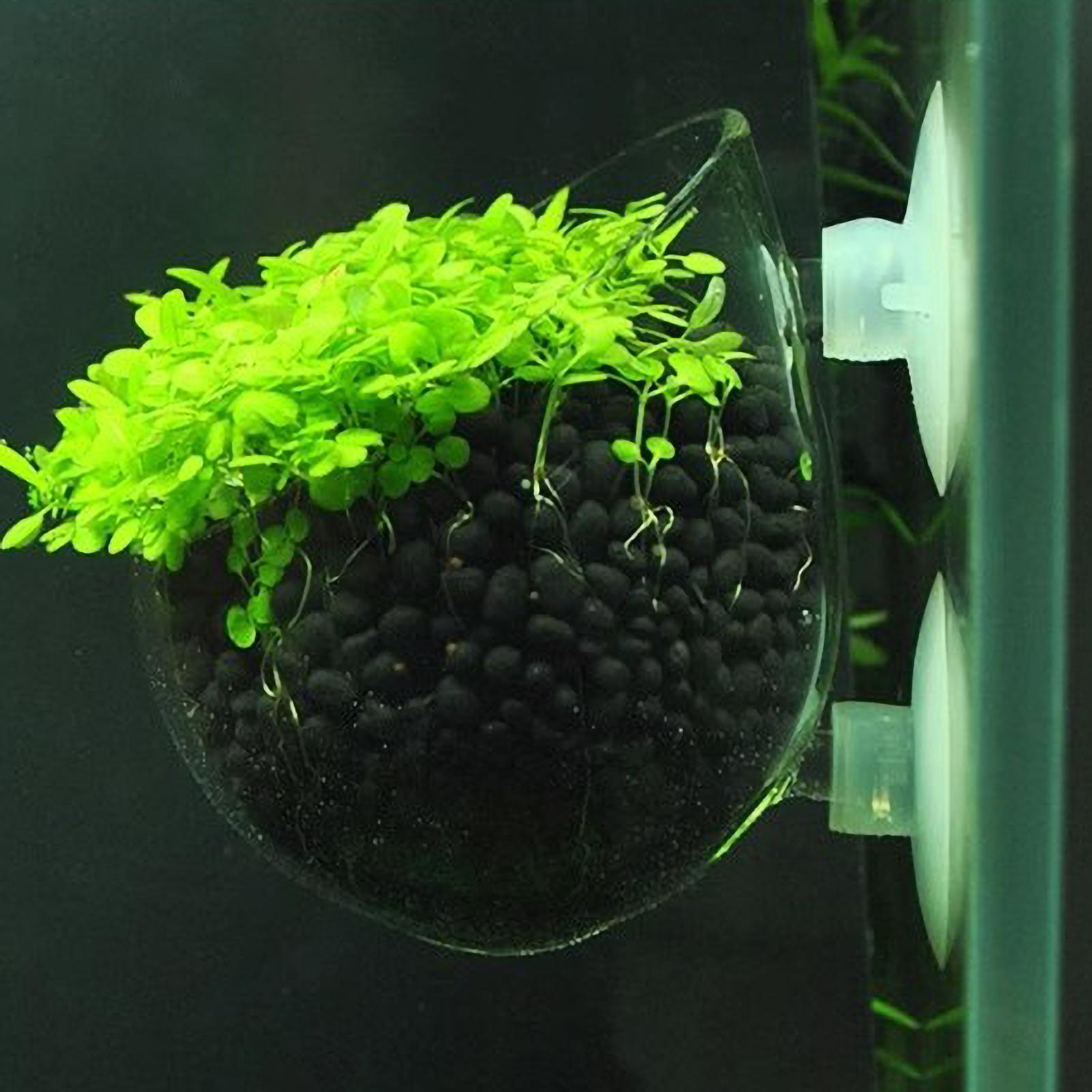 Planted Aquarium Aquascape - 水槽用植物ホルダー ガラス製水草ポット 吸盤付き 生きた植物 魚タンクホルダー 水草プランター