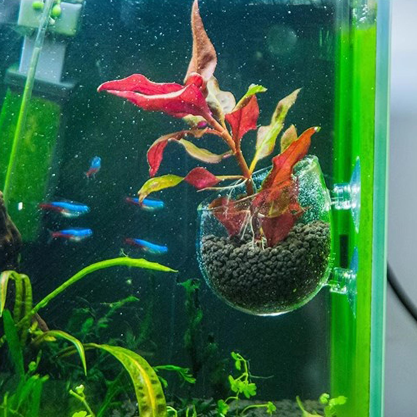 水槽用植物ホルダー ガラス製水草ポット 吸盤付き 生きた植物 - Planted Aquarium Aquascape のレビューと価格
