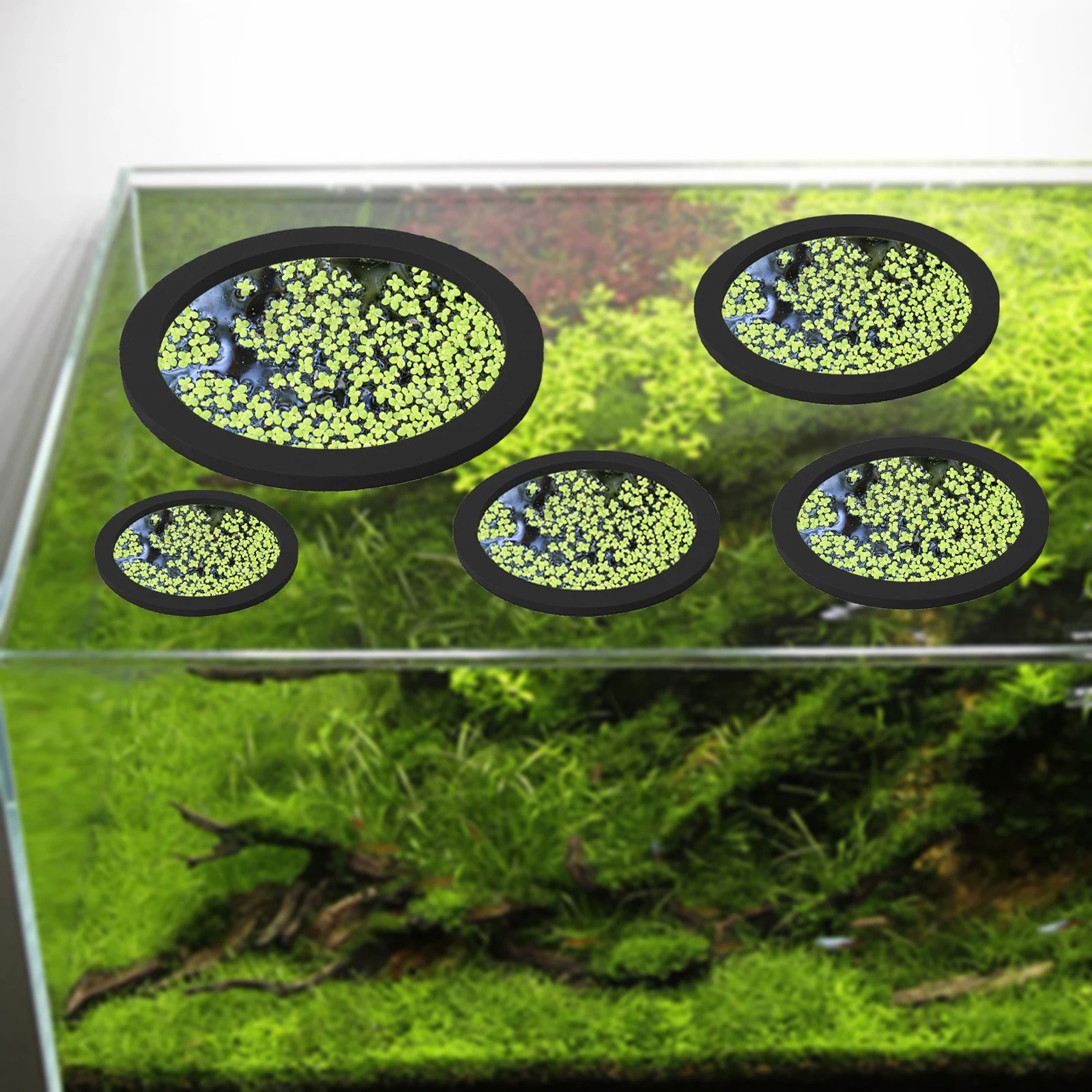 5 個 EVA 魚給餌リング水族館浮遊植物囲い水槽フロート植 - Aquarium Planted Fish Tank のレビューと価格