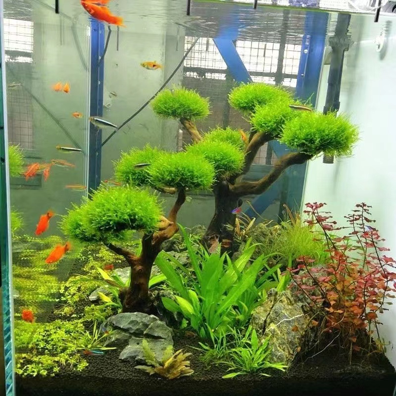 水槽緑化木枠植栽装飾アクセサリー苔木枠（苔なし）水槽植栽流木 - Aquarium Planted Tree のレビューと価格