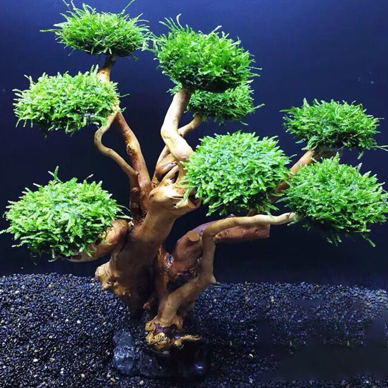 水槽緑化木枠植栽装飾アクセサリー苔木枠（苔なし）水槽植栽流木 - Aquarium Planted Tree のレビューと価格