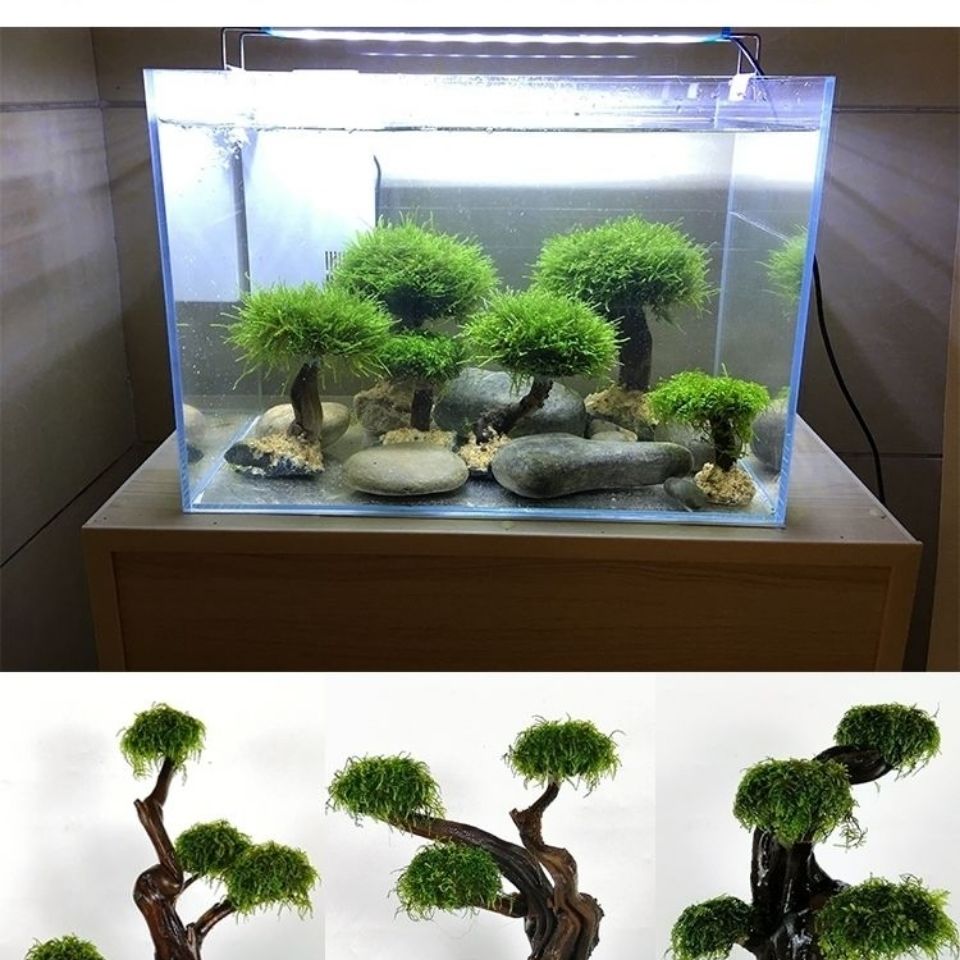 水槽緑化木枠植栽装飾アクセサリー苔木枠（苔なし）水槽植栽流木 - Aquarium Planted Tree のレビューと価格