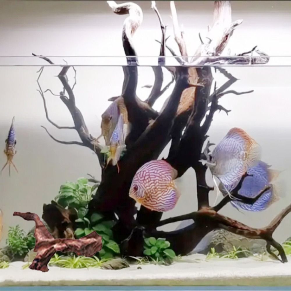 創造的な不規則な形の珊瑚ウッド、天然ウッド、流木、松の木の根 - Aquarium Planted Tree のレビューと価格